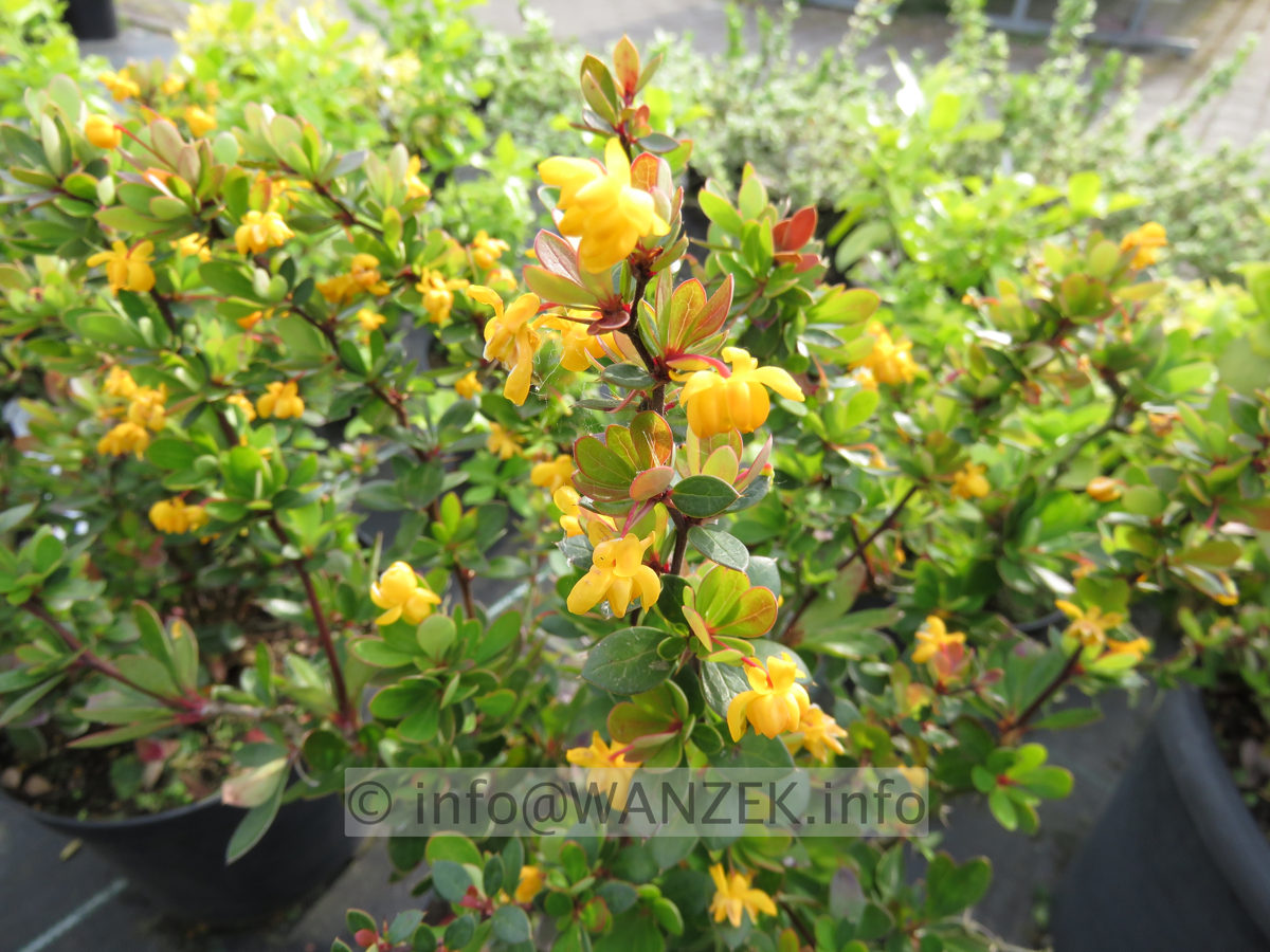 Berberis buxifolia Nana  Blueten 03.JPG